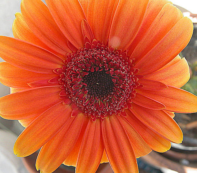 prime macro digitali